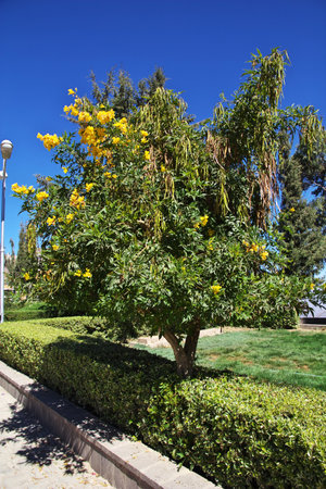 Al Hatab / Yemen - 04 Jan 2013: Flowers in Al Hatab village, Yemenのeditorial素材