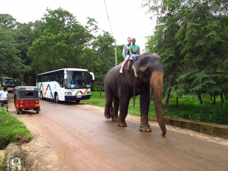 Sigiriya / Sri Lanka - 06 Jan 2011: The elephant on the road, Sigiriya, Sri Lankaのeditorial素材