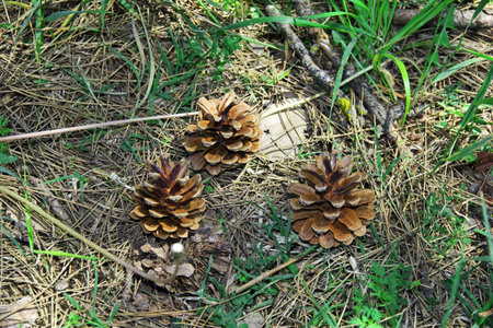 Signagi / Georgia - 05 May 2013: Cones on Signagi city, Georgiaのeditorial素材
