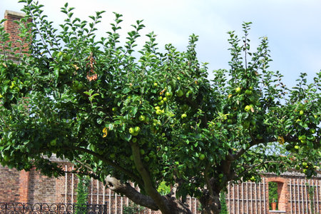 Hampton cort / UK - 08 Aug 2013: The Royal Castle Of HAMPTON Court, Englandのeditorial素材