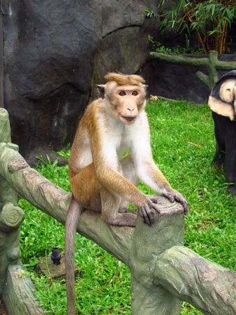 The monkey in Golden Temple of Dambulla, Sri Lanka