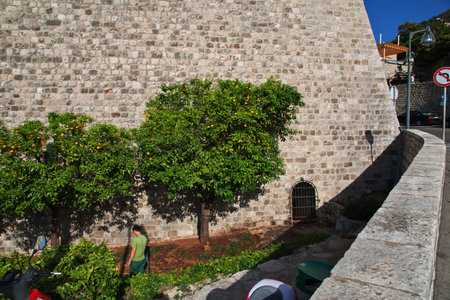 Dubrovnik / Croatia - 04 May 2018: The fruit tree in Dubrovnik city on the Adriatic sea, Croatiaのeditorial素材