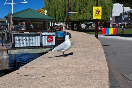 Queenstown / New Zealand - 25 Dec 2018: Bird in Queenstown city on South island, New Zealandのeditorial素材