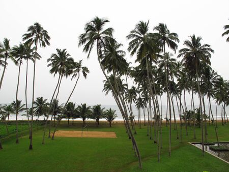 Palm trees on the beach of Sri Lanka, West Coast, Indian Oceanの写真素材