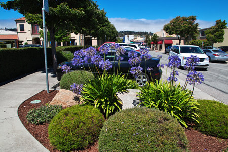 Monterey / United States - 13 Jul 2017: Flowers in Monterey city, Californiaのeditorial素材
