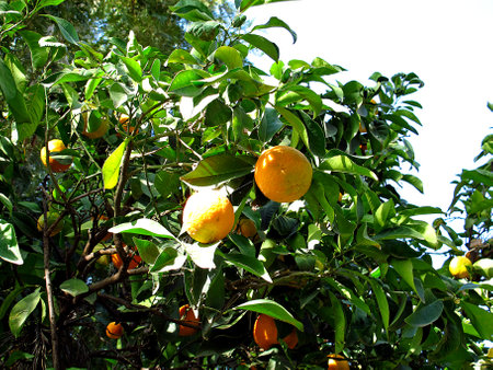The orange tree in monastery, Ethiopiaのeditorial素材