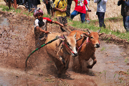 Padang, Indonesia - 30 Jul 2016. Festival Pacu Jawi (The bull racing) in the village close Padang, Indonesiaのeditorial素材