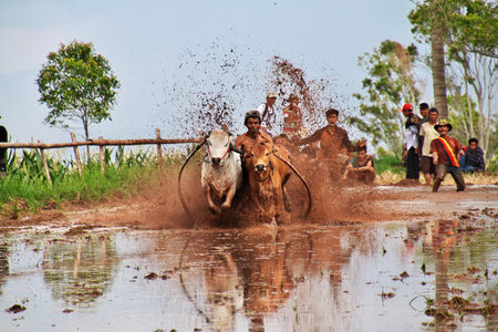 Padang, Indonesia - 30 Jul 2016. Festival Pacu Jawi (The bull racing) in the village close Padang, Indonesiaのeditorial素材