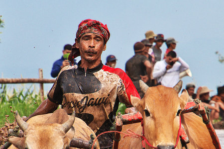 Padang, Indonesia - 30 Jul 2016. Festival Pacu Jawi (The bull racing) in the village close Padang, Indonesiaのeditorial素材