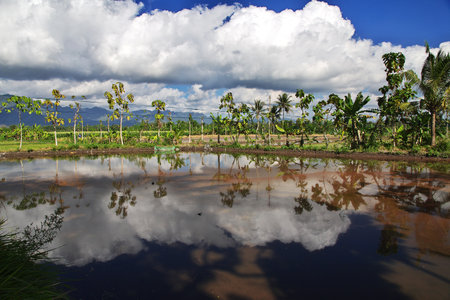 Java / Indonesia - 02 Aug 2016. Rice fields in village of Indonesiaのeditorial素材