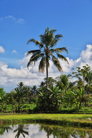 Java / Indonesia - 02 Aug 2016. Rice fields in village of Indonesiaのeditorial素材