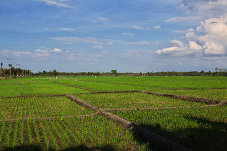 Java / Indonesia - 02 Aug 2016. Rice fields in village of Indonesiaのeditorial素材