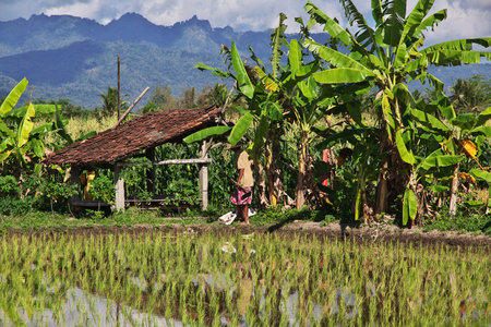 Java / Indonesia - 02 Aug 2016. Rice fields in village of Indonesiaのeditorial素材