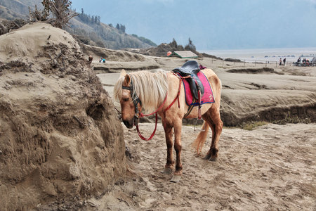 Volcano Bromo / Indonesia - 03 Aug 2016: Volcano Bromo in Java island, Indonesiaのeditorial素材