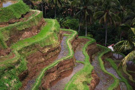 Bali / Indonesia - 06 Aug 2016: The rice terraces on Bali, Indonesiaのeditorial素材