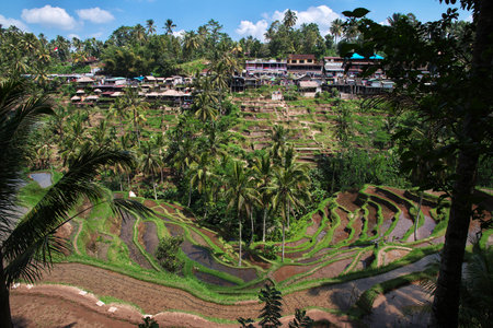 Bali / Indonesia - 06 Aug 2016: The rice terraces on Bali, Indonesiaのeditorial素材