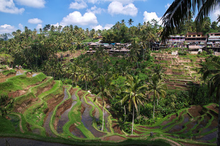 Bali / Indonesia - 06 Aug 2016: The rice terraces on Bali, Indonesiaのeditorial素材