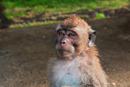 Bali / Indonesia - 05 Aug 2016: Monkey Forest - Bali Zoo, Indonesiaのeditorial素材