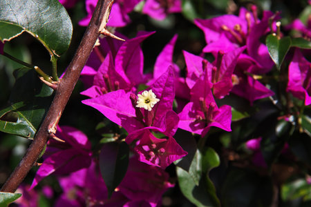 Bali / Indonesia - 06 Aug 2016: Flowers in Pura Besakih Temple on Bali island, Indonesiaのeditorial素材