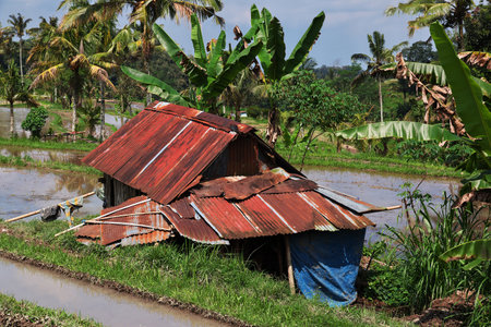 Bali / Indonesia - 05 Aug 2016: The rice terraces on Bali, Indonesiaのeditorial素材