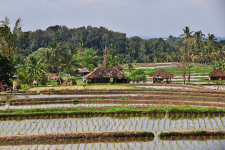Bali / Indonesia - 07 Aug 2016: The rice terraces on Bali, Indonesiaのeditorial素材