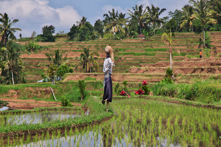 Bali / Indonesia - 07 Aug 2016: The rice terraces on Bali, Indonesiaのeditorial素材