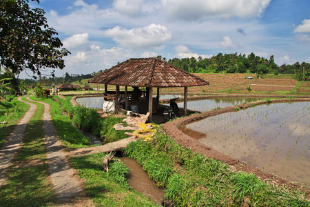 Bali / Indonesia - 07 Aug 2016: The rice terraces on Bali, Indonesiaのeditorial素材