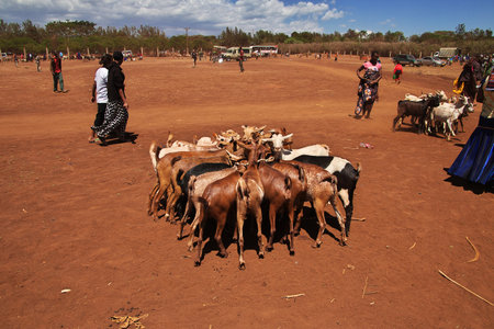 Moshi / Tanzania - 07 Jan 2017: Goats on the local market in Africa, Moshiのeditorial素材