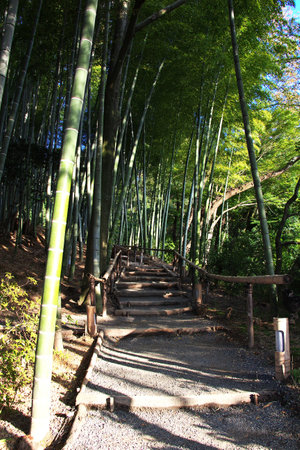 The garden in the temple of Kyoto, Japanのeditorial素材