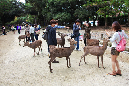 Nara / Japan - 09 Nov 2013: The deer in Nara Park, Japanのeditorial素材