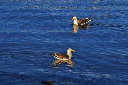 The gull in Ushuaia city on Tierra del Fuego, Argentinaのeditorial素材