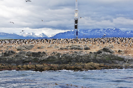 Birds and penguins on the island in Beagle channel close Ushuaia city, Tierra del Fuego, Argentinaのeditorial素材