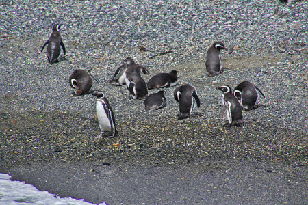 Penguins on the island in Beagle channel close Ushuaia city, Tierra del Fuego, Argentinaのeditorial素材
