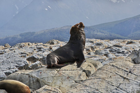 Seals on the island in Beagle channel close Ushuaia city, Tierra del Fuego, Argentinaのeditorial素材
