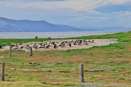 Penguins on the island in Beagle channel close Ushuaia city, Tierra del Fuego, Argentinaのeditorial素材