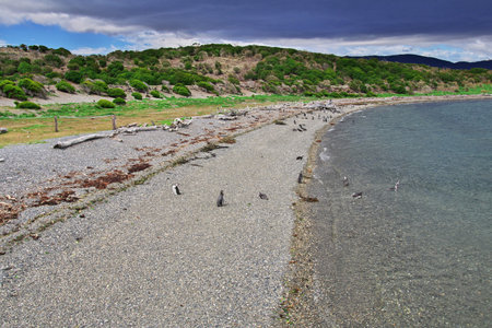 Penguins on the island in Beagle channel close Ushuaia city, Tierra del Fuego, Argentinaのeditorial素材