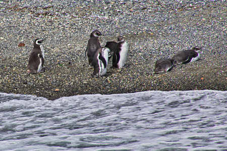 Penguins on the island in Beagle channel close Ushuaia city, Tierra del Fuego, Argentinaのeditorial素材