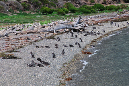 Penguins on the island in Beagle channel close Ushuaia city, Tierra del Fuego, Argentinaのeditorial素材