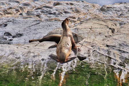 Seals on the island in Beagle channel close Ushuaia city, Tierra del Fuego, Argentinaのeditorial素材