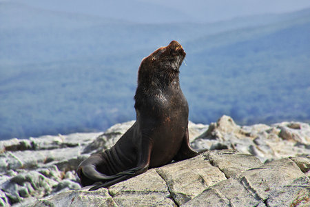 Seals on the island in Beagle channel close Ushuaia city, Tierra del Fuego, Argentinaのeditorial素材