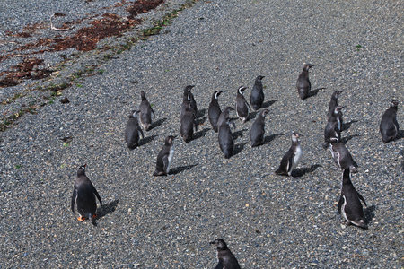 Penguins on the island in Beagle channel close Ushuaia city, Tierra del Fuego, Argentinaのeditorial素材
