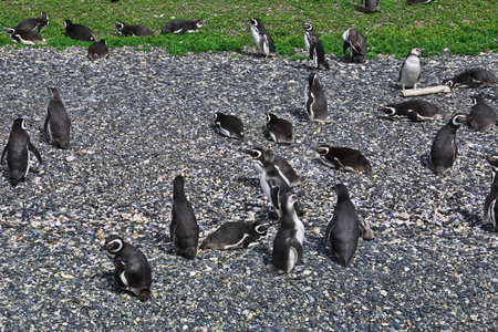 Penguins on the island in Beagle channel close Ushuaia city, Tierra del Fuego, Argentinaのeditorial素材
