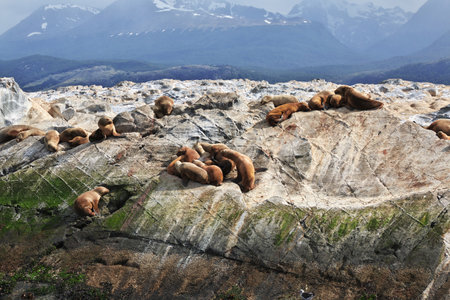 Seals on the island in Beagle channel close Ushuaia city, Tierra del Fuego, Argentinaのeditorial素材