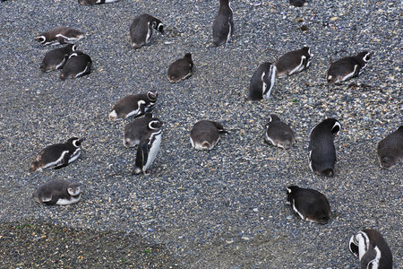 Penguins on the island in Beagle channel close Ushuaia city, Tierra del Fuego, Argentinaのeditorial素材