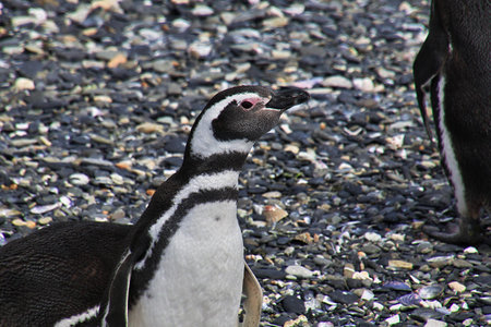 Penguins on the island in Beagle channel close Ushuaia city, Tierra del Fuego, Argentinaのeditorial素材