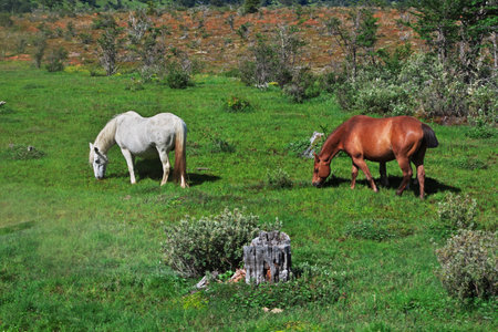 Horses on Parque Nacional Tierra del Fuego, Ushuaia, Argentinaの写真素材