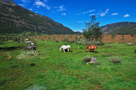 Horses on Parque Nacional Tierra del Fuego, Ushuaia, Argentinaの写真素材