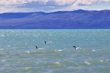 Swan in Laguna Nimez Reserva in El Calafate, Patagonia, Argentinaの写真素材