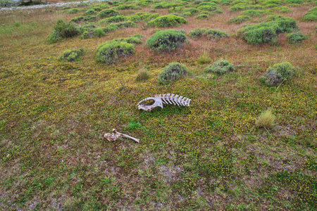 Dead lama in Torres del Paine National Park, Patagonia, Chileの写真素材