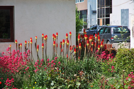Some flowers close the house in El Calafate, Patagonia, Argentinaのeditorial素材